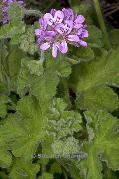 pelargonium drummondii 2 graphic